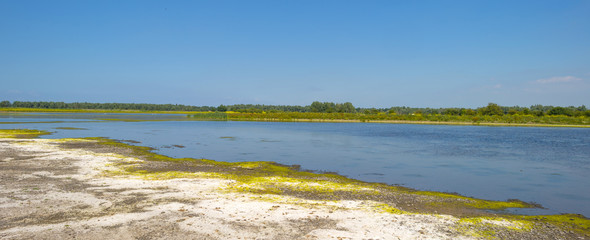 The shore of a lake in summer
