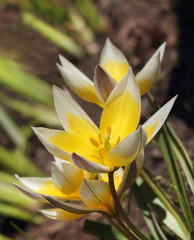 Beautiful spring crocus flowers