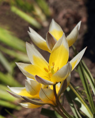 Obraz premium Beautiful spring crocus flowers
