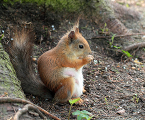 Naklejka na ściany i meble A squirrel eating the nut