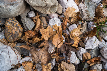 Herbstlaub