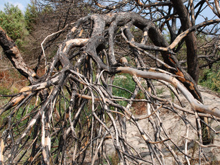 Burnt Tree