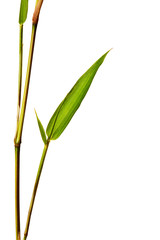 Bamboo Isolated on White Background
