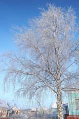 Кроны деревьев в снегу в солнечный день зимой