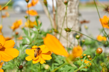 Bee collect pollen from yellow flower