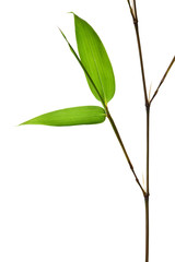 Bamboo Isolated on White Background