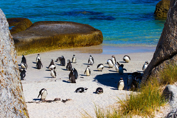 Fototapeta premium Pingwiny afrykańskie
