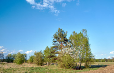 Obraz premium Meadow and blooming spring trees in Poland.