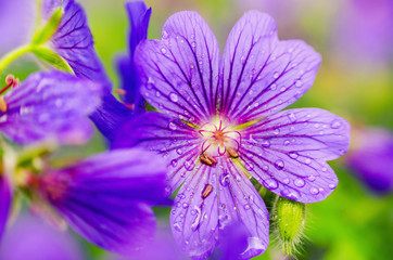 violet spring flower with dew on colorful background