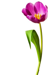 Spring Tulips in Purple