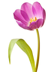 Spring Tulips in Purple