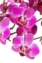 Fototapeta na wymiar Purple Striped Dendrobium Orchid Blossoms