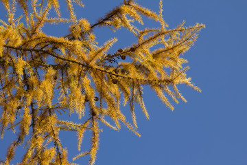 Leuchtend orangefarbene Lärchenzweige vor blauem Himmel