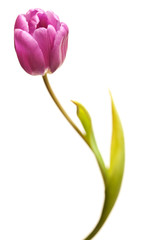 Purple Spring Tulips Isolated