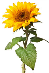 sunflower isolated - 95944321