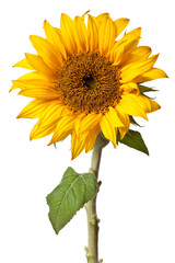sunflower isolated - 95944330