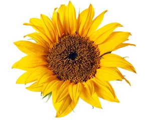 Wandcirkels plexiglas sunflower isolated © Christine