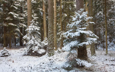 Winter landscape of natural forest with pine trees trunks and spruces