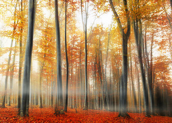 Misty Autumn Forest