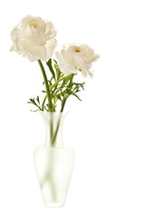 White Ranunculus in Vase Isolated on a White Background