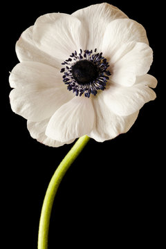Fototapeta Black and White Anemone Isolated on a Black Background