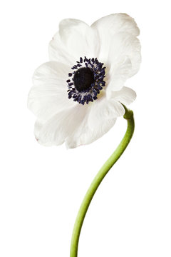Fototapeta Black and White Anemone Isolated on a White Background