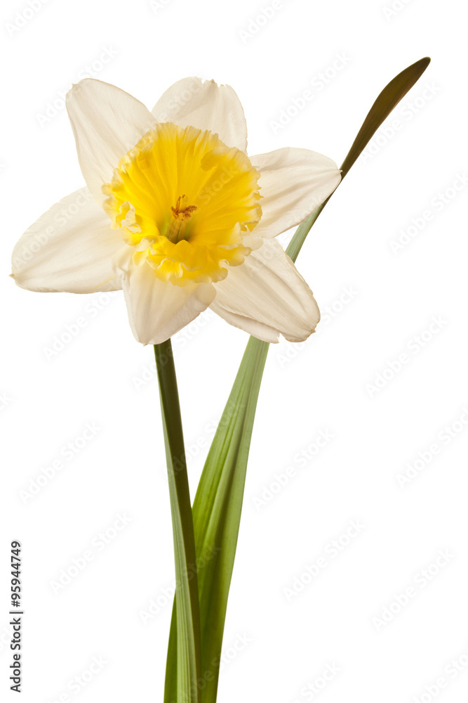 Wall mural white spring daffodil flower isolated on white background