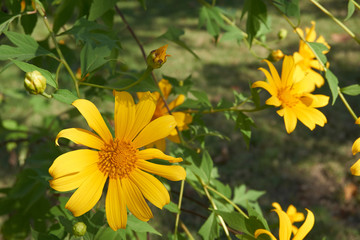 Tree marigold bloom in garden