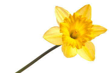 yellow daffodil isolated