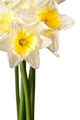 White Spring Daffodil Flower Bunch Isolated on White Background
