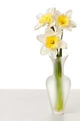 White Spring Daffodil Flower Bunch Isolated on White Background