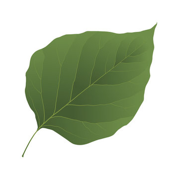 lilac leaf