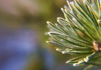 Naklejka na ściany i meble Winter background with fir branch with hoarfrost.