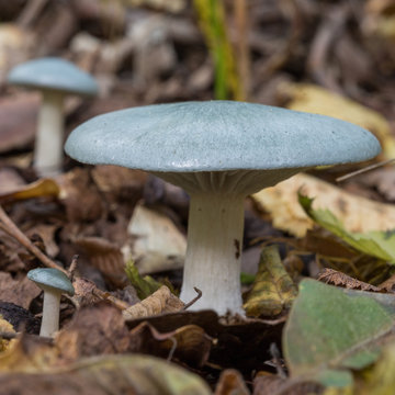 Mushroom Russula aeruginea