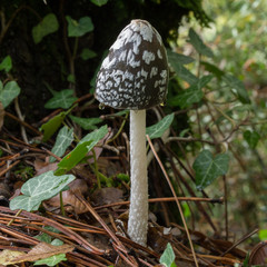 Shaggy ink cap (Coprinus sensu lato) mushroom in a forest