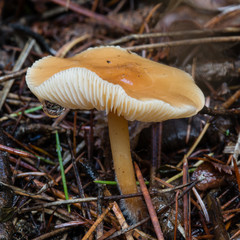 Russula mushroom growing in the forest close up