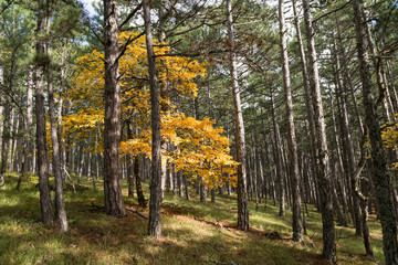 Autumn landscape with bright colorful yellow leaves in Yalta, Ukrania.