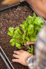 Cheerful old man is gardening healthy food