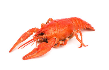 Boiled crawfish