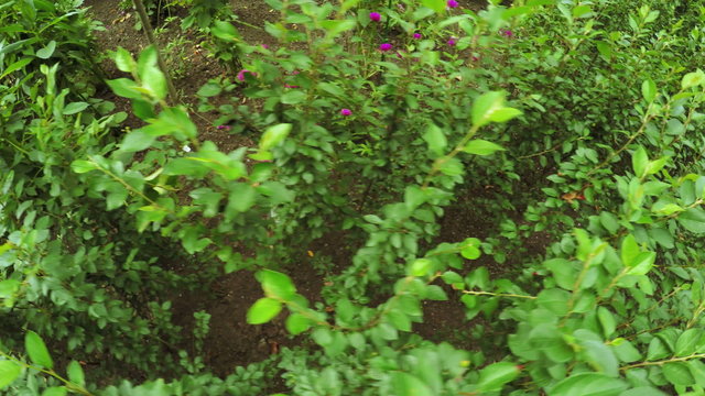 Flower Garden in city park