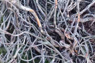 Dried Twisted Branches, Natural Background