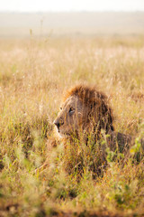 The King - Nairobi National Park - Kenya