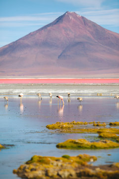 Fototapeta Flamingos - Laguna Colorada - Bolivia