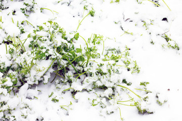 Parsley leaves under the first snow in the garden. Selective foc