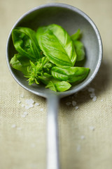 fresh basil
