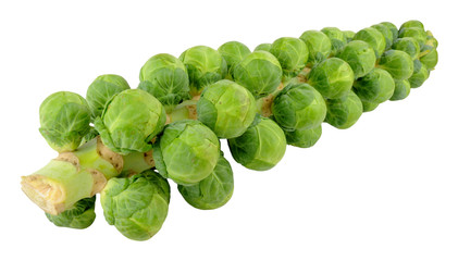 Brussels Sprout Stalks