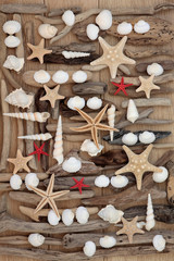 Shells and Driftwood
