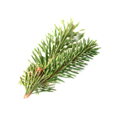 spruce branch isolated