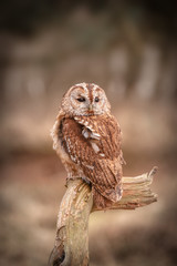 Tawny