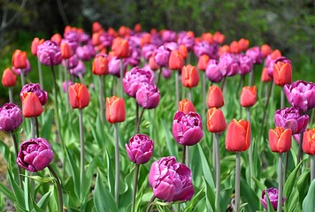 Obraz premium blooming tulips